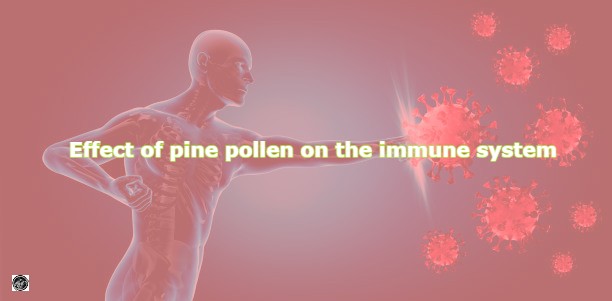 Effect of pine pollen on the immune system