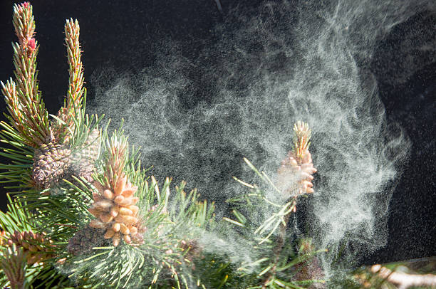 effect of pine pollen on the immune system
